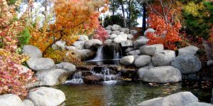 river plants and nature image with rocks